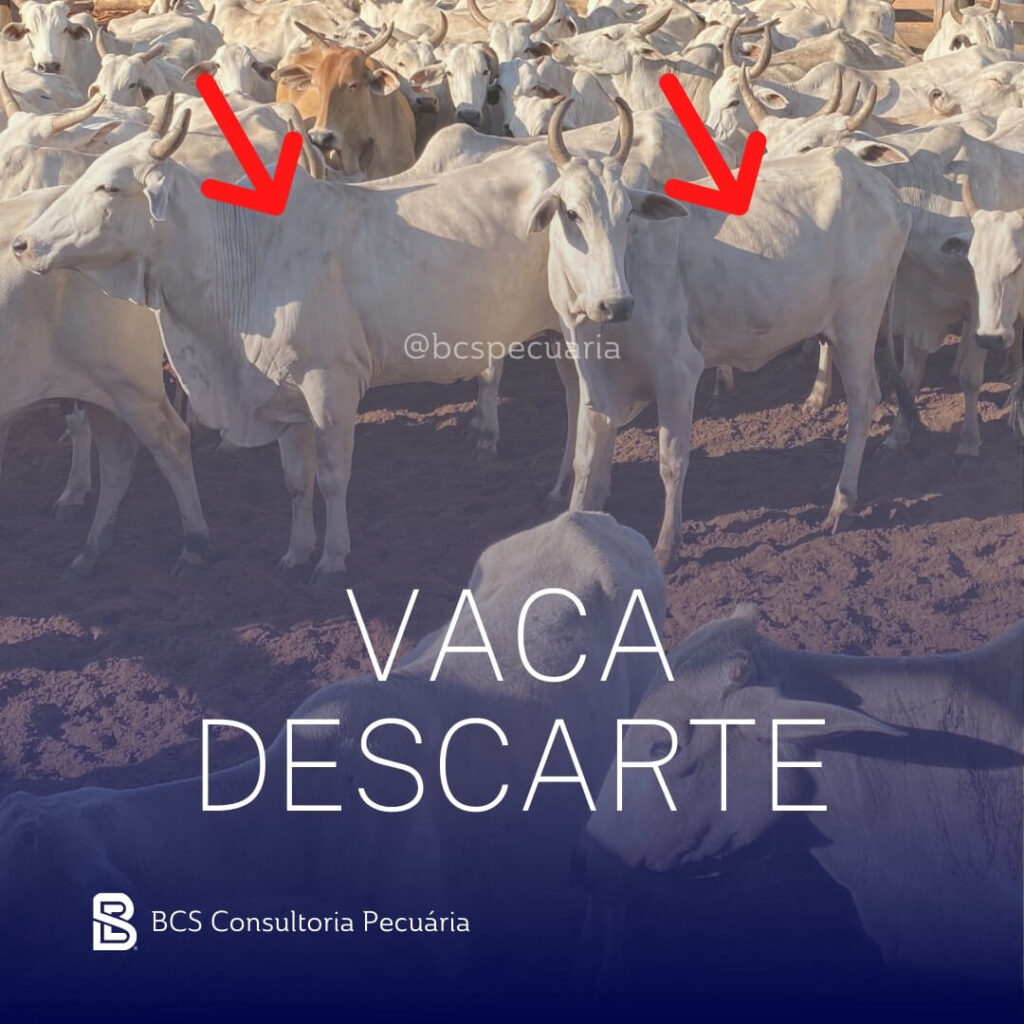 Vacas descarte de fazendas de gado para corte.