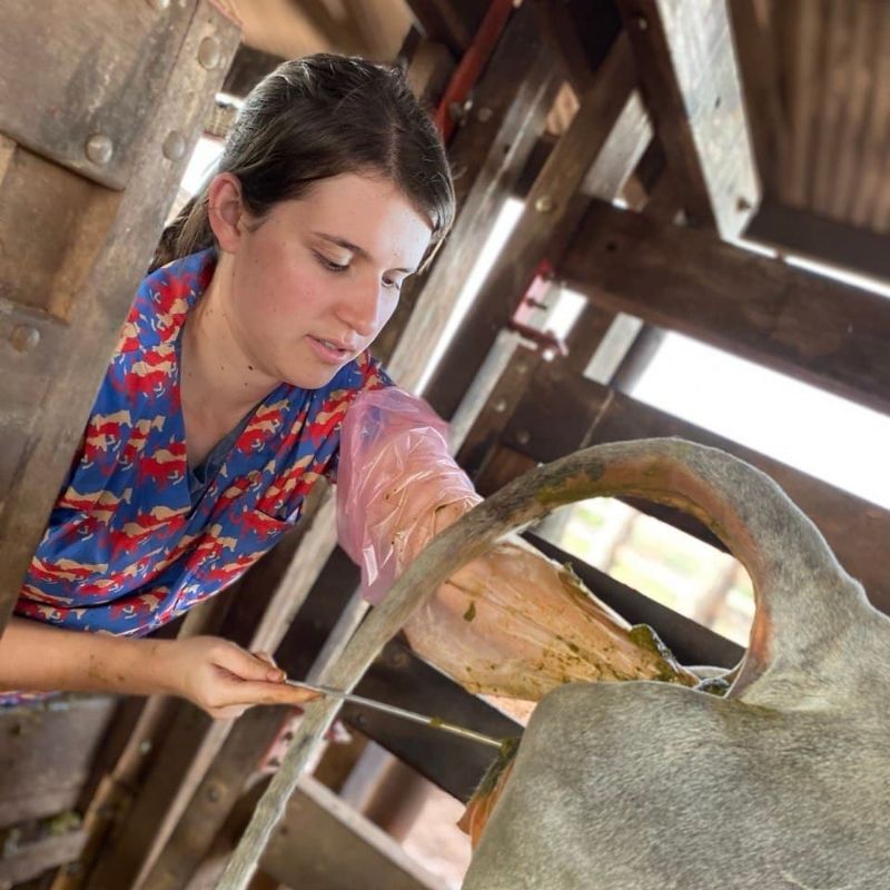 Médica Veterinária Bruna Meissner Inseminando Nelore