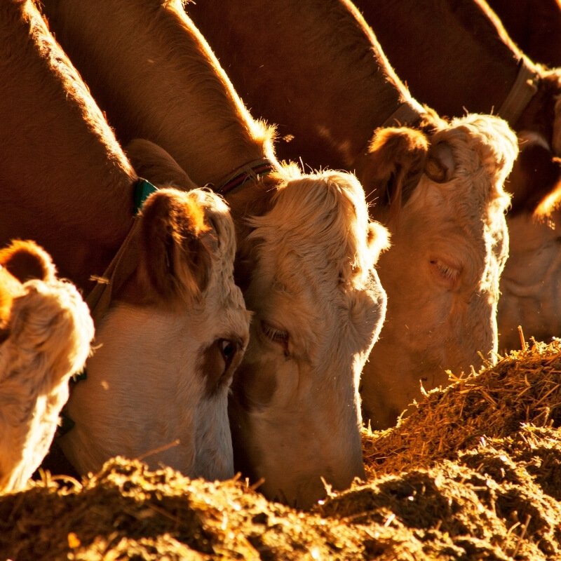 Gado Comendo no Cocho