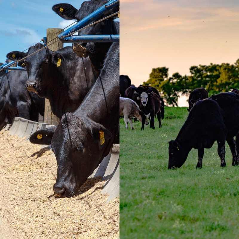 Recria Tradicional versus recria instensiva.